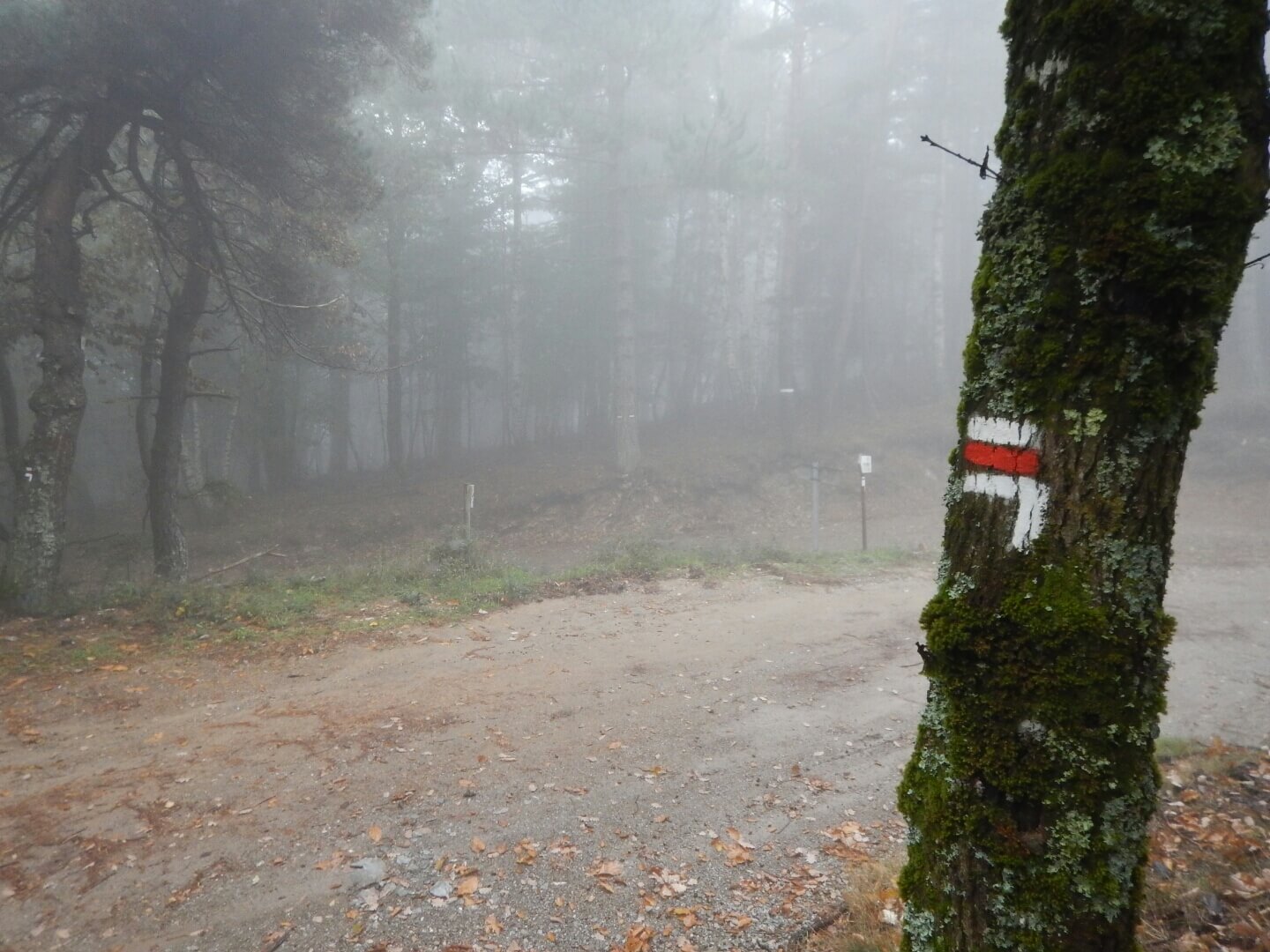 Forêt et brouillard, un mélange savoureux en randonnée