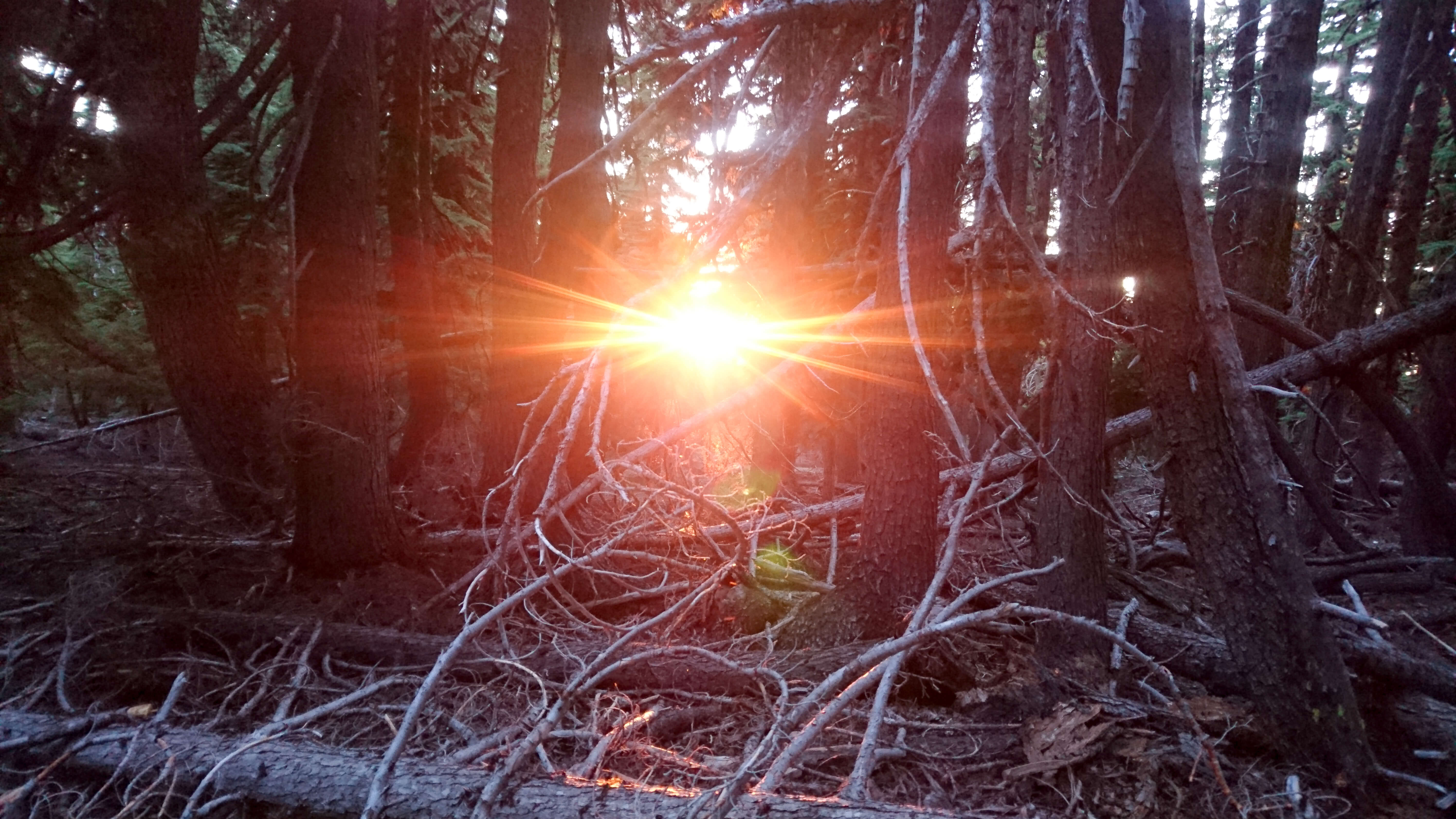 Soleil couchant à travers la forêt